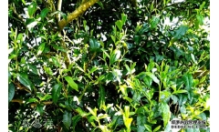 “老马帮”普洱茶业点燃高端普洱消费信心